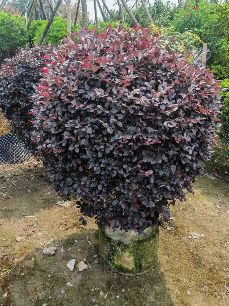红继木球各种规格基地现货供应，欢迎各位客户咨询