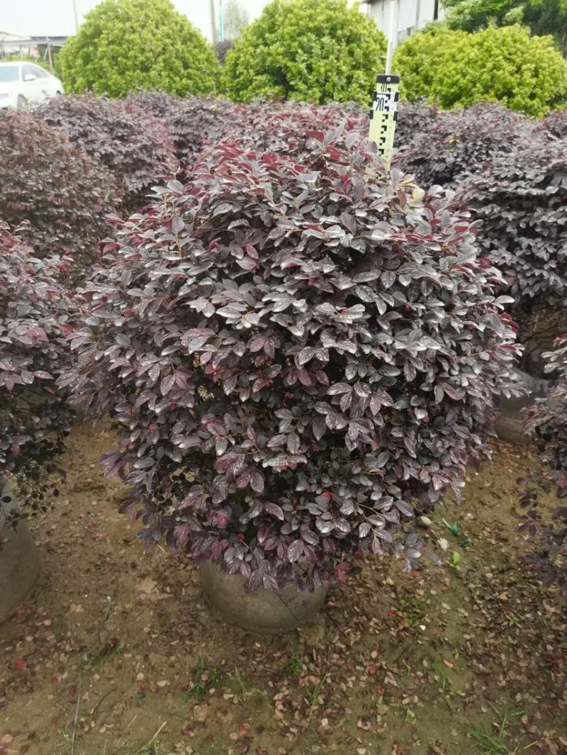 红继木球各种规格基地现货供应，欢迎各位客户咨询