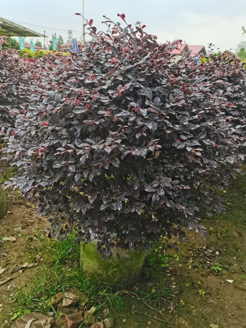红继木球各种规格基地现货供应，欢迎各位客户咨询