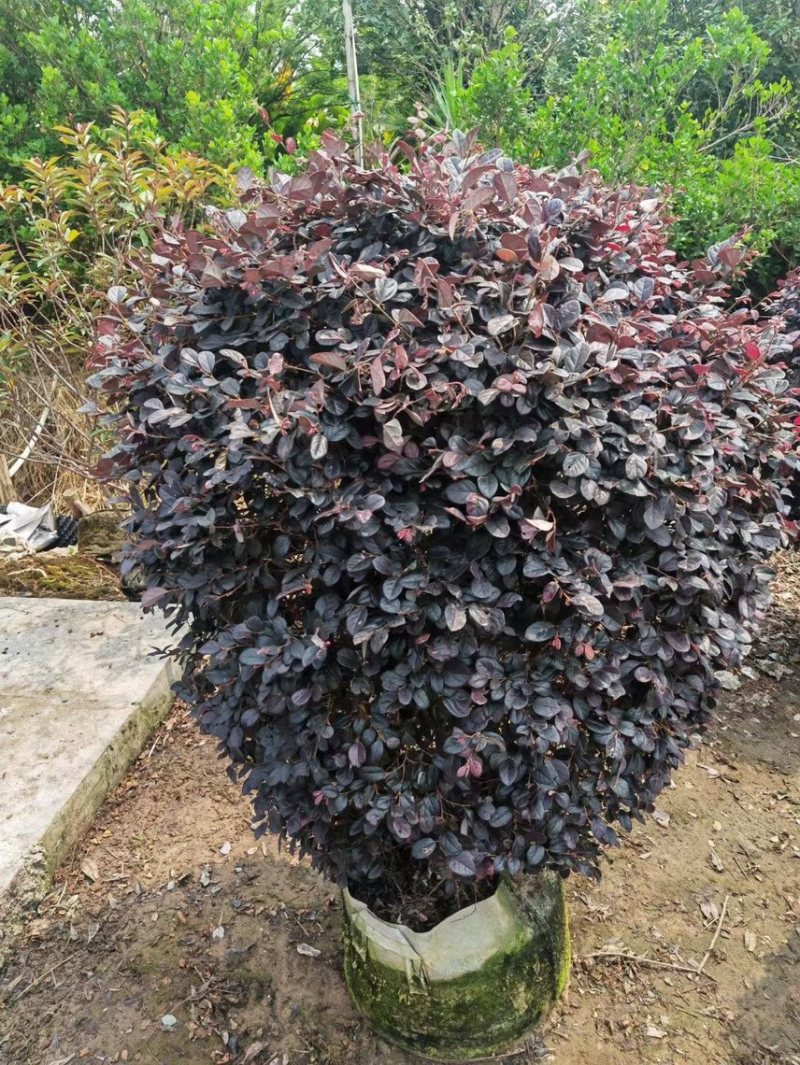 红继木球各种规格基地现货供应，欢迎各位客户咨询