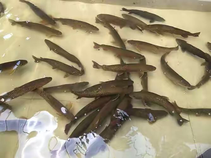 冷水鱼淡水鱼系列，放养于自然河水中，无污染绿色环保产品。