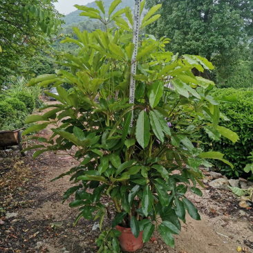 大叶伞澳洲鸭脚木基地大量现货供应，欢迎各位客户咨询