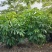 大叶伞澳洲鸭脚木基地大量现货供应，欢迎各位客户咨询