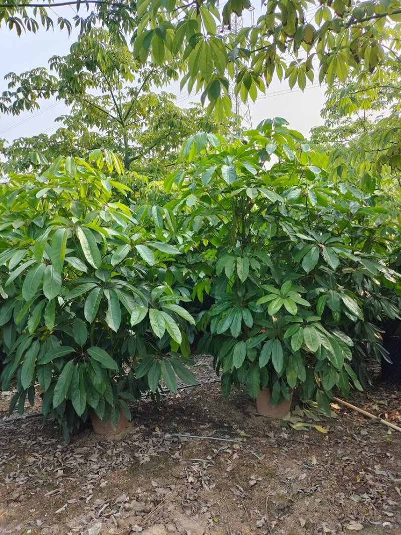 大叶伞澳洲鸭脚木基地大量现货供应，欢迎各位客户咨询