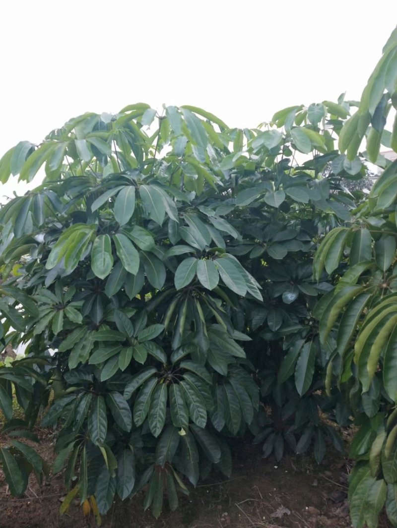 大叶伞澳洲鸭脚木基地大量现货供应，欢迎各位客户咨询