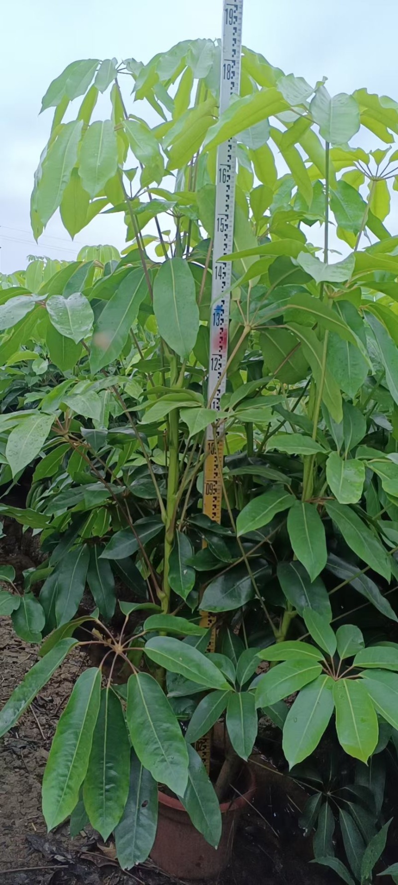 大叶伞澳洲鸭脚木基地大量现货供应，欢迎各位客户咨询