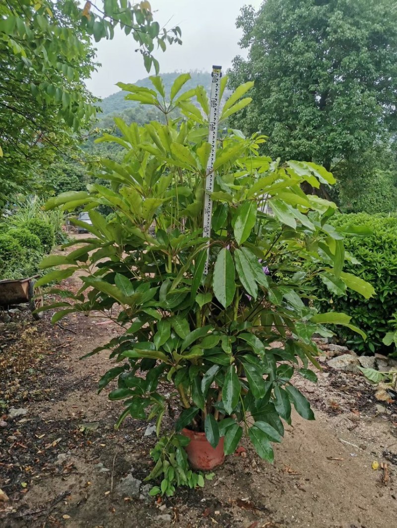 大叶伞澳洲鸭脚木基地大量现货供应，欢迎各位客户咨询