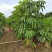 大叶伞澳洲鸭脚木基地大量现货供应，欢迎各位客户咨询