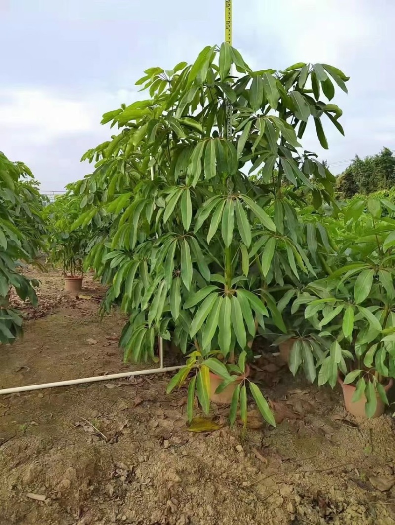 大叶伞澳洲鸭脚木基地大量现货供应，欢迎各位客户咨询