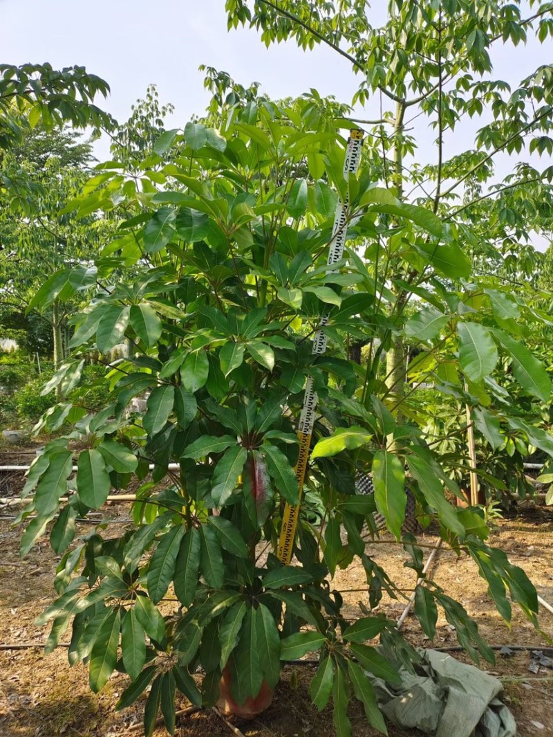 大叶伞澳洲鸭脚木基地大量现货供应，欢迎各位客户咨询