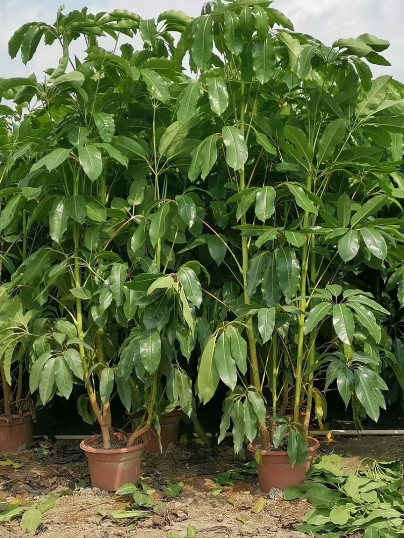 大叶伞澳洲鸭脚木基地大量现货供应，欢迎各位客户咨询