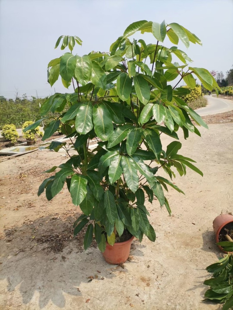 大叶伞澳洲鸭脚木基地大量现货供应，欢迎各位客户咨询