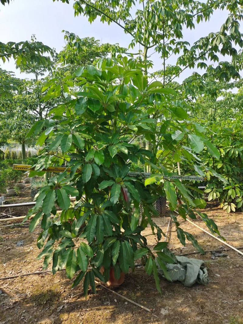 大叶伞澳洲鸭脚木基地大量现货供应，欢迎各位客户咨询