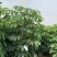 大叶伞澳洲鸭脚木基地大量现货供应，欢迎各位客户咨询