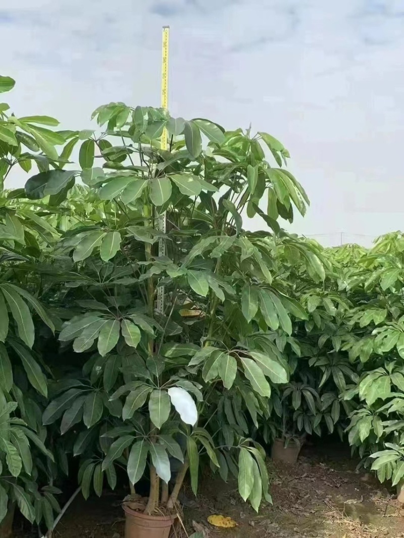 大叶伞澳洲鸭脚木基地大量现货供应，欢迎各位客户咨询
