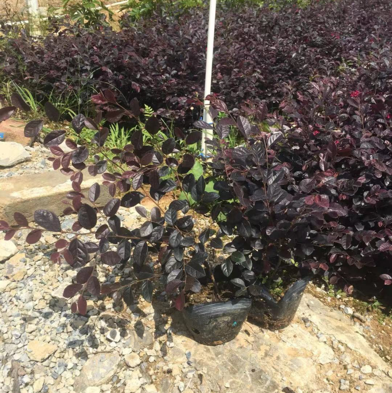 红继木杯苗各种规格基地现货供应，欢迎各位客户咨询