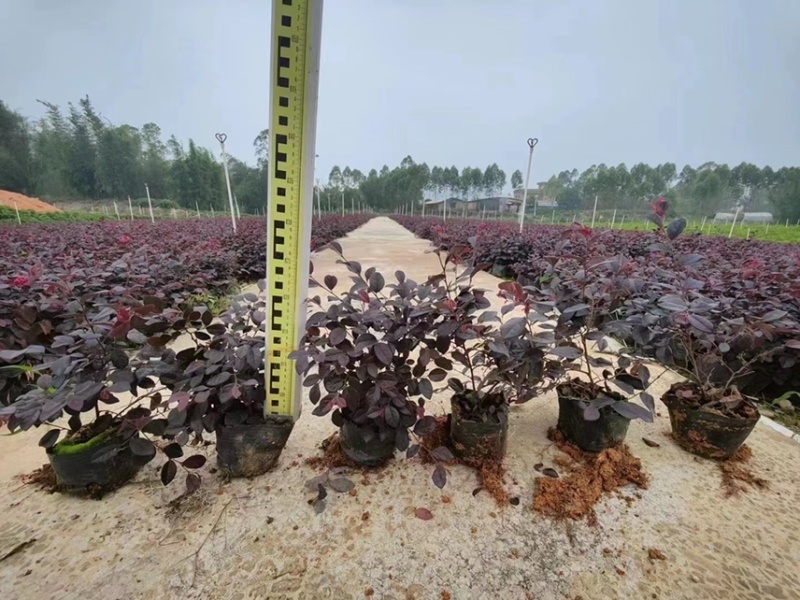 红继木杯苗各种规格基地现货供应，欢迎各位客户咨询