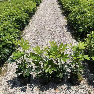鸭脚木各种规格基地现货供应，欢迎各位客户咨询