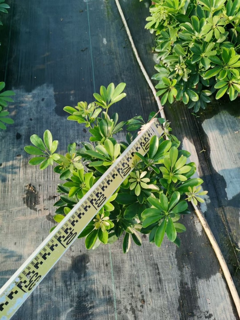 鸭脚木各种规格基地现货供应，欢迎各位客户咨询