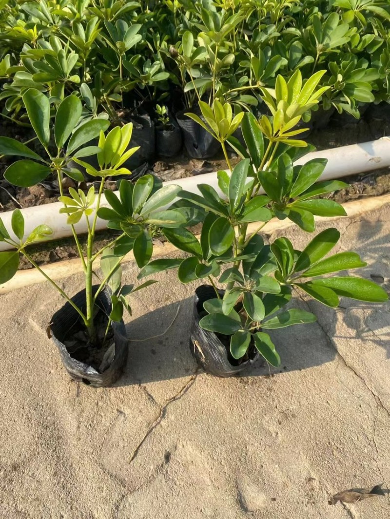 鸭脚木各种规格基地现货供应，欢迎各位客户咨询