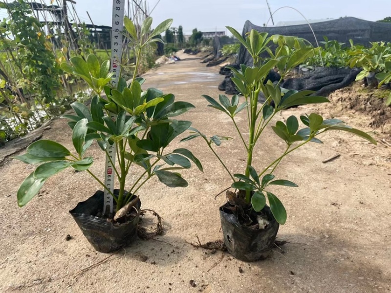 鸭脚木各种规格基地现货供应，欢迎各位客户咨询
