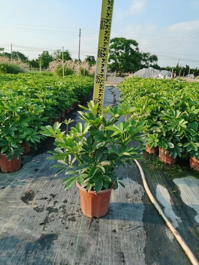 鸭脚木各种规格基地现货供应，欢迎各位客户咨询