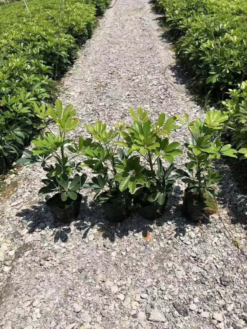 鸭脚木各种规格基地现货供应，欢迎各位客户咨询