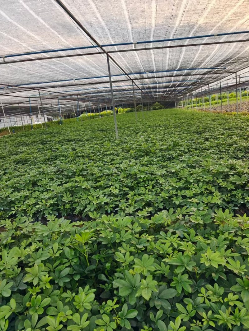 鸭脚木各种规格基地现货供应，欢迎各位客户咨询