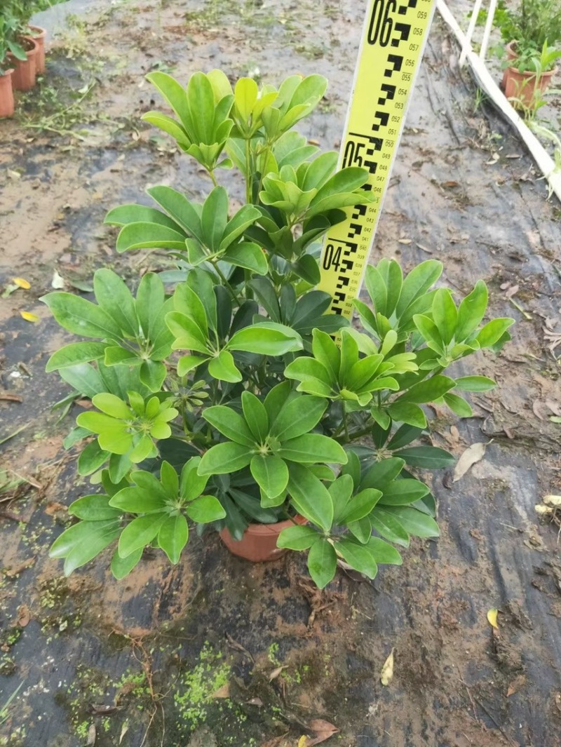 鸭脚木各种规格基地现货供应，欢迎各位客户咨询