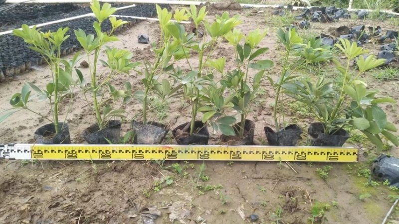 鸭脚木各种规格基地现货供应，欢迎各位客户咨询