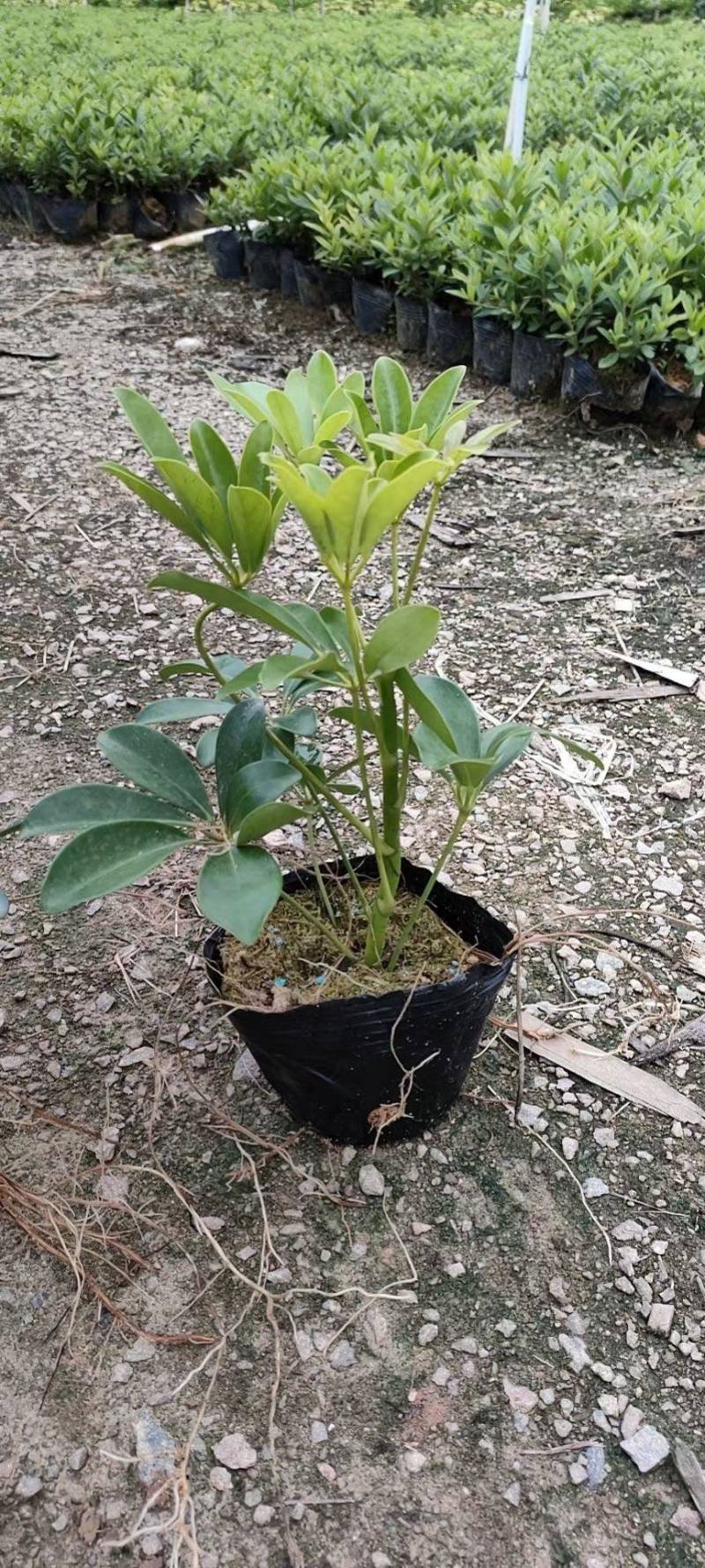鸭脚木各种规格基地现货供应，欢迎各位客户咨询