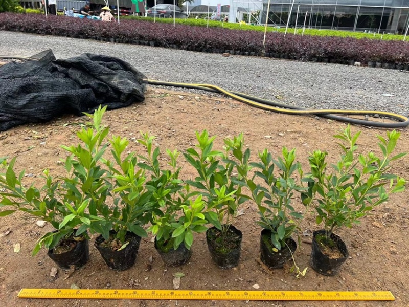 毛杜鹃各种规格基地现货供应，欢迎各位客户咨询