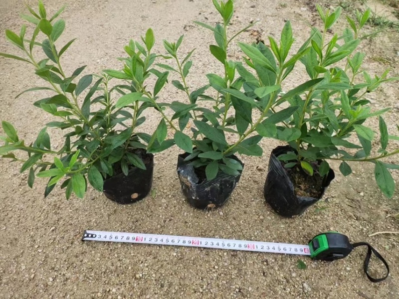 毛杜鹃各种规格基地现货供应，欢迎各位客户咨询