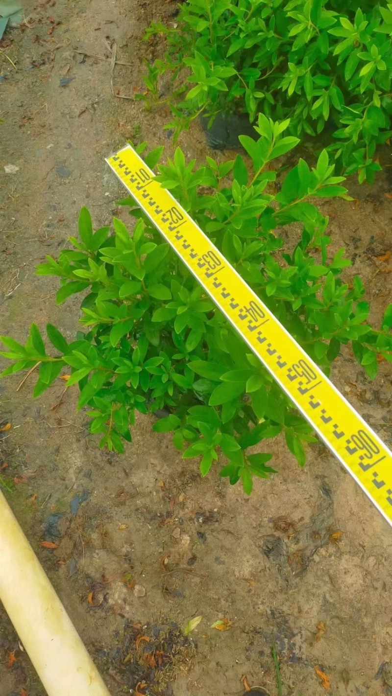 毛杜鹃各种规格基地现货供应，欢迎各位客户咨询