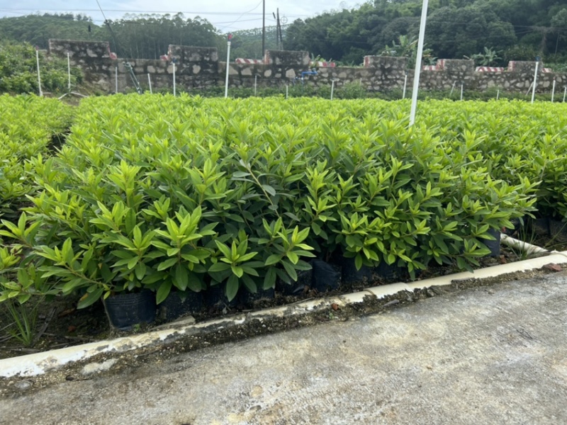 毛杜鹃各种规格基地现货供应，欢迎各位客户咨询