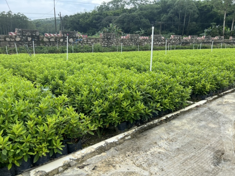 毛杜鹃各种规格基地现货供应，欢迎各位客户咨询
