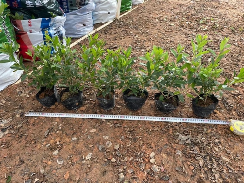 毛杜鹃各种规格基地现货供应，欢迎各位客户咨询