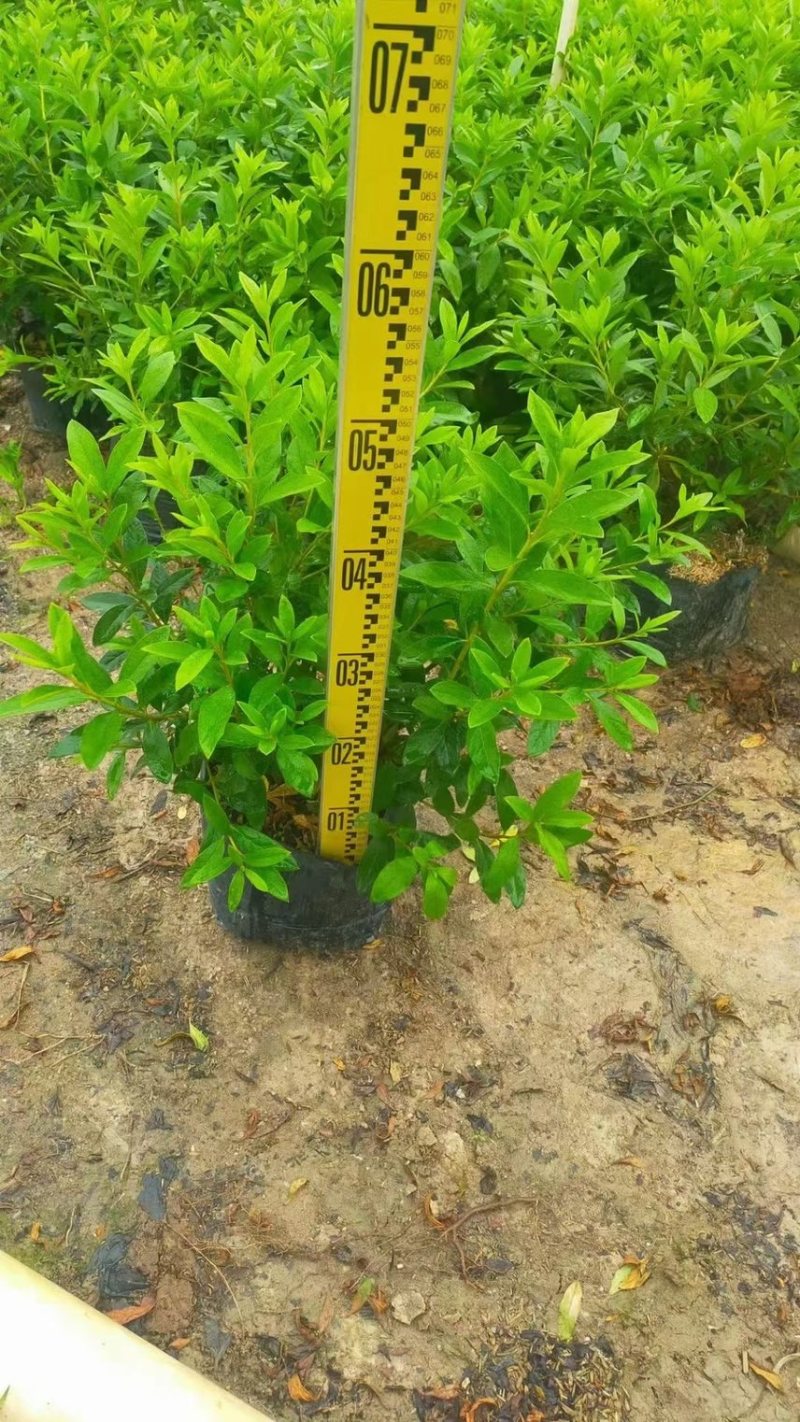 毛杜鹃各种规格基地现货供应，欢迎各位客户咨询