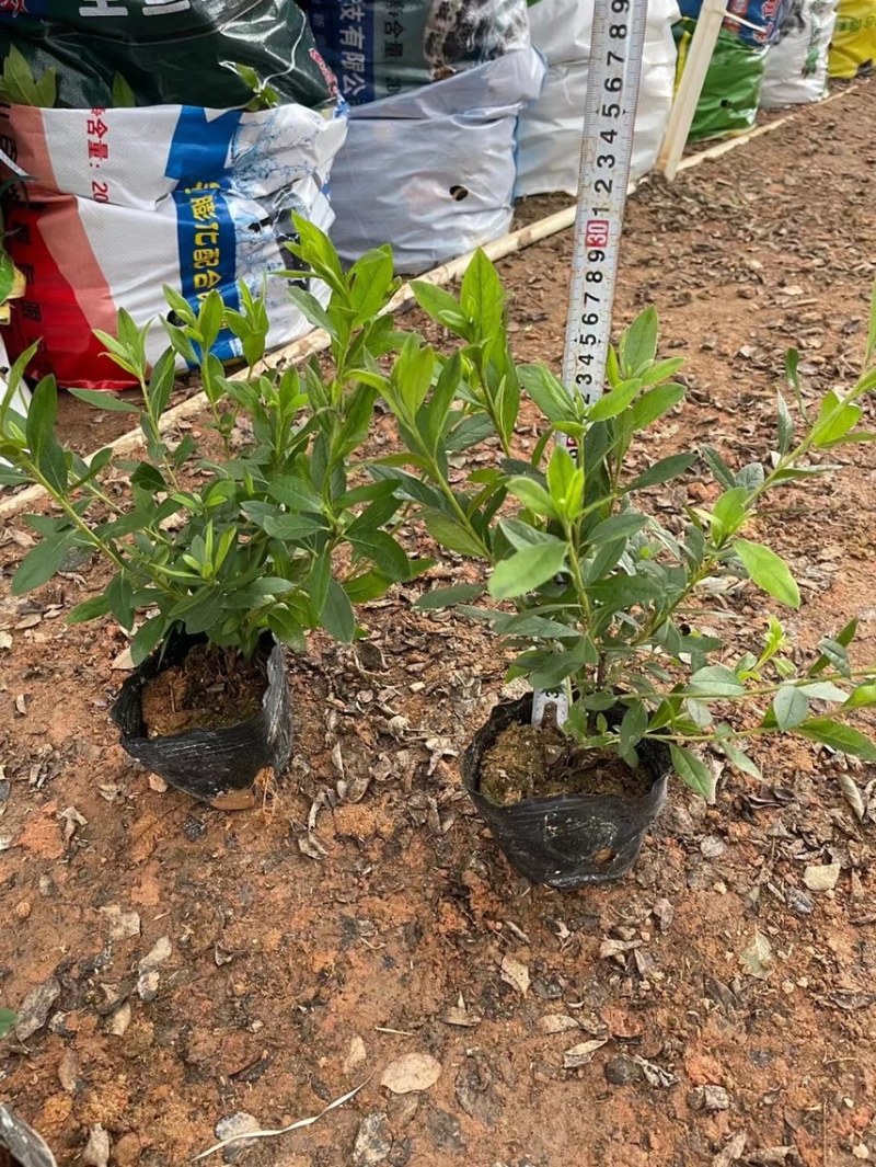 毛杜鹃各种规格基地现货供应，欢迎各位客户咨询