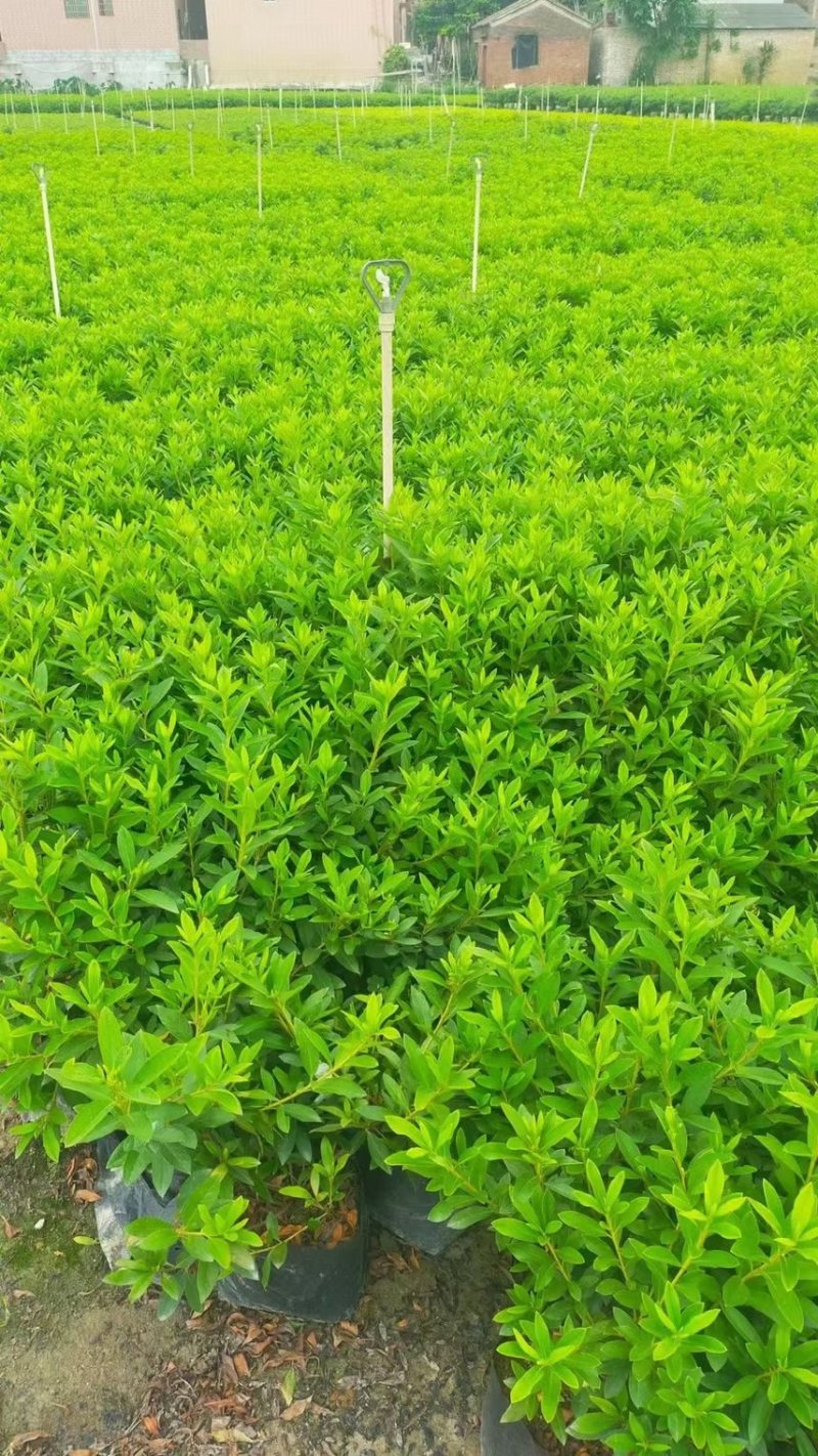 毛杜鹃各种规格基地现货供应，欢迎各位客户咨询