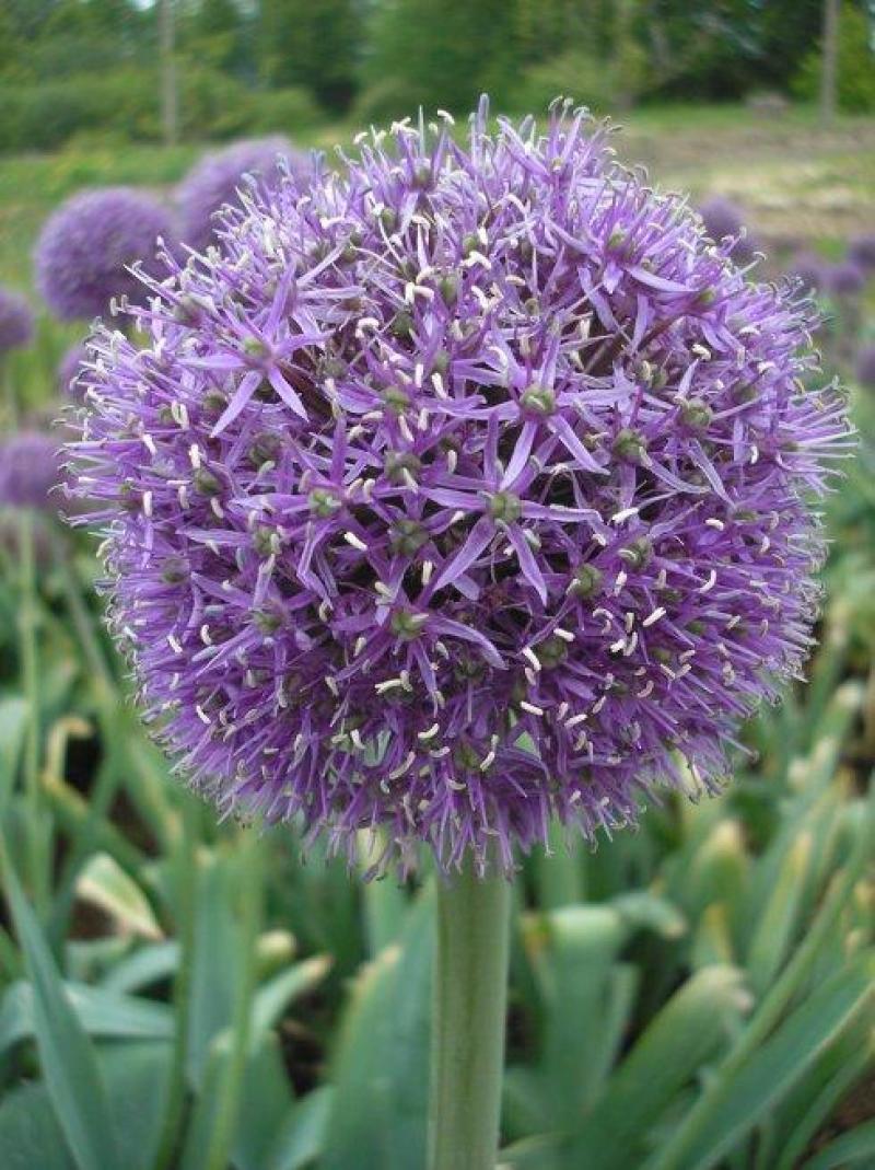 大花葱种子种籽子葱花庭院花园绿植花葱盆栽植物子多年生花种
