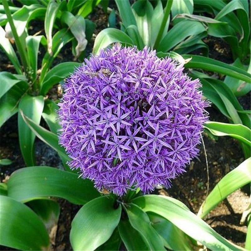 大花葱种子种籽子葱花庭院花园绿植花葱盆栽植物子多年生花种