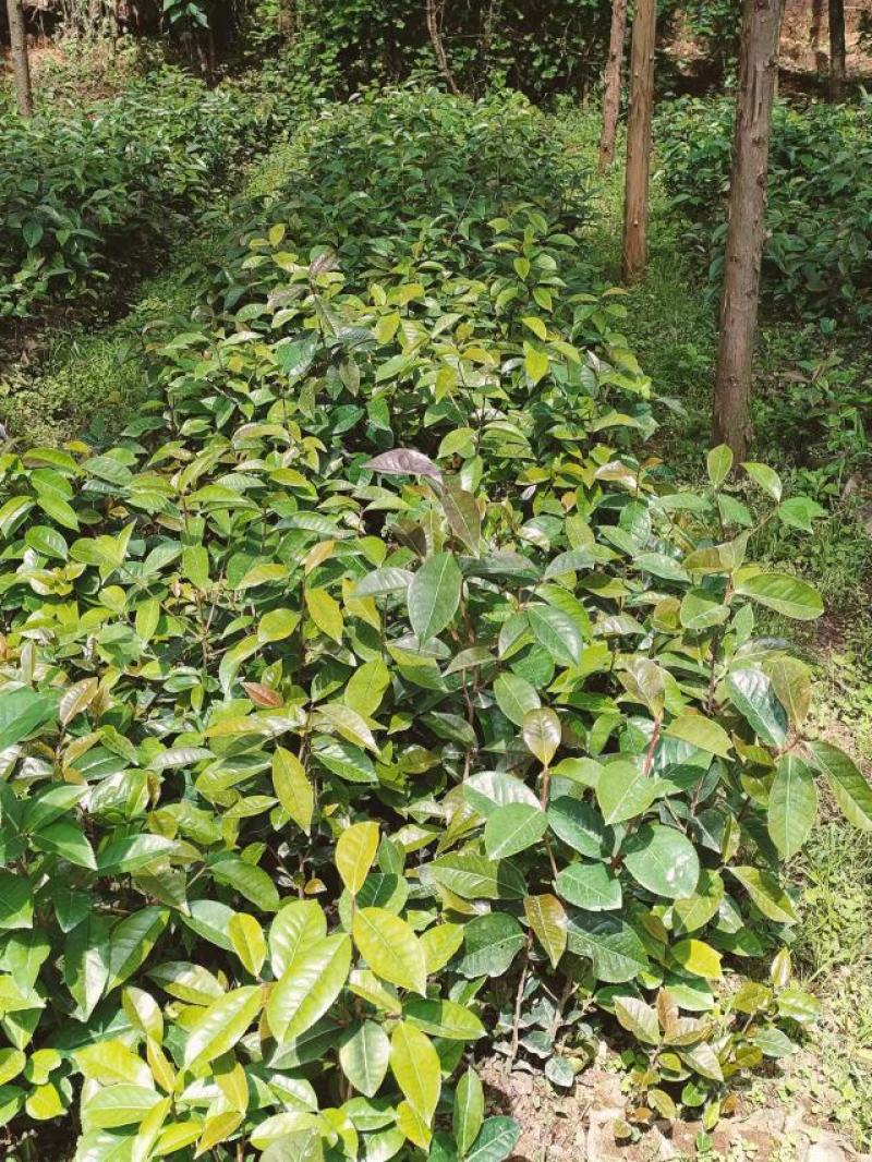 大果红花油茶，油茶种苗