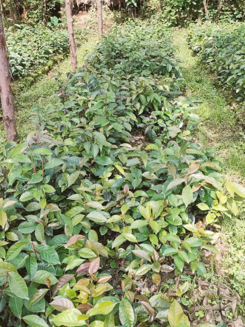 大果红花油茶，油茶种苗
