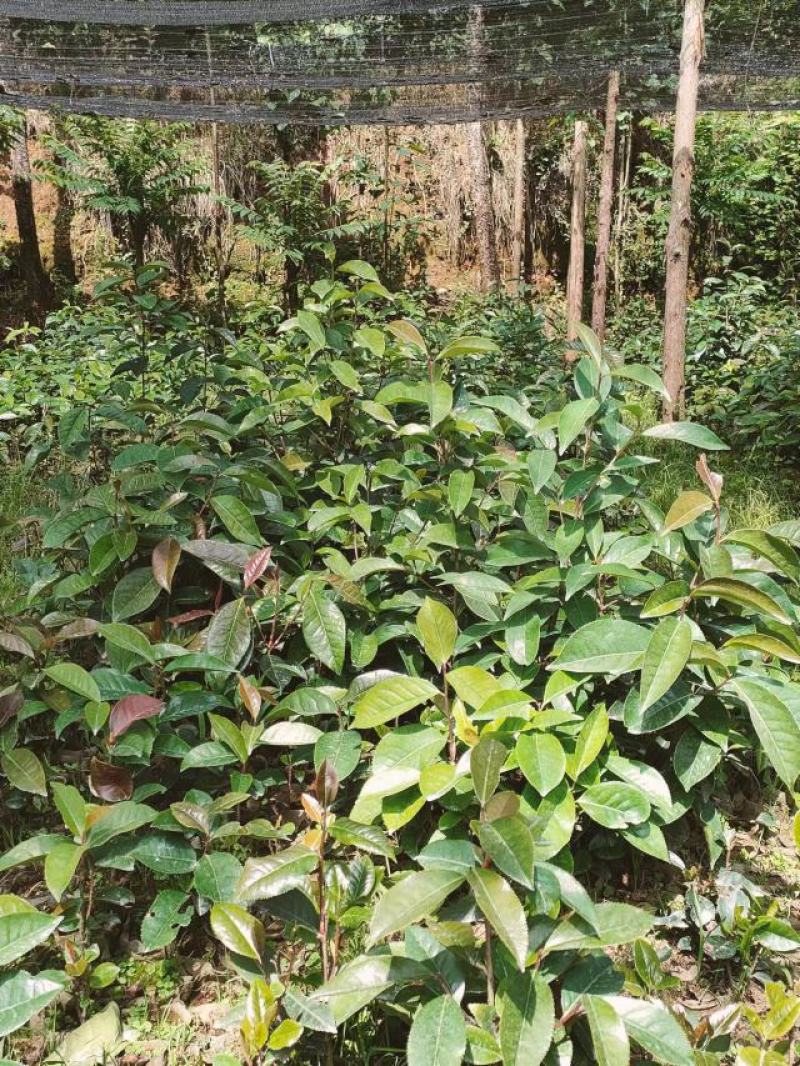 大果红花油茶，油茶种苗