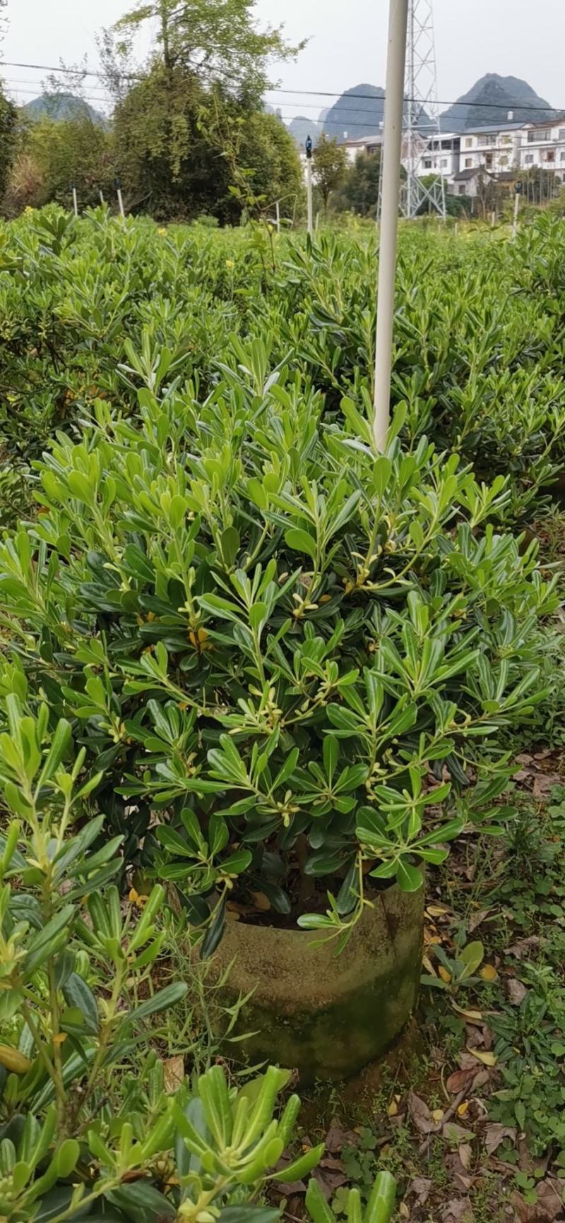 海桐球60X60，80X80以上