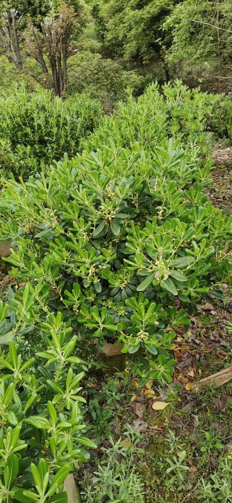 海桐球60X60，80X80以上