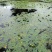 荇菜、萍逢草、水鳖、野生睡莲、水生植物、