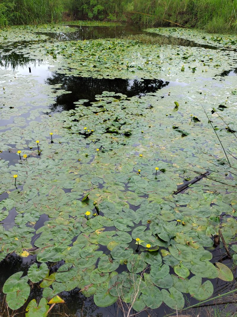 荇菜、萍逢草、水鳖、野生睡莲、水生植物、