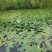 荇菜、萍逢草、水鳖、野生睡莲、水生植物、